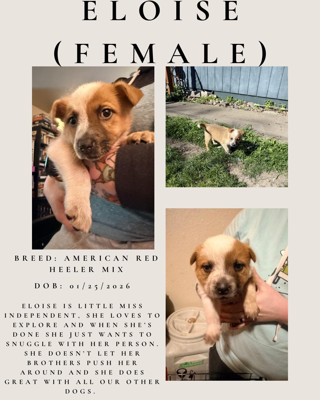 Enlarge Eloise, an adopted mixed breed in Klamath Falls, OR image 1/1