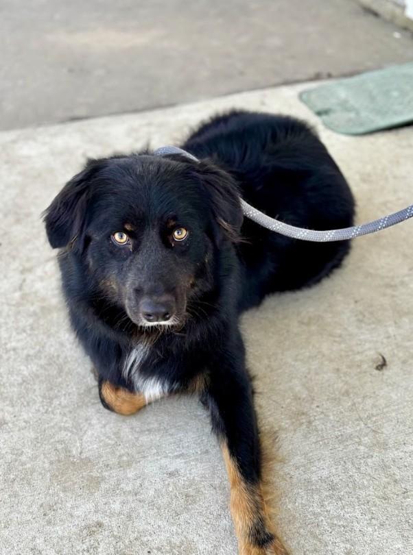Flash, a ADOPTABLE Australian Shepherd in Joppa, AL image 1/3