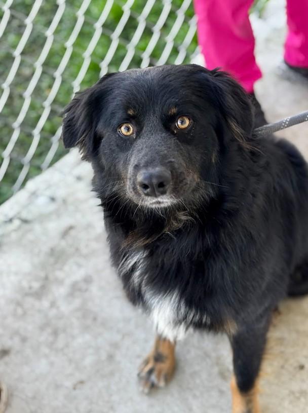 Flash, a ADOPTABLE Australian Shepherd in Joppa, AL image 2/3