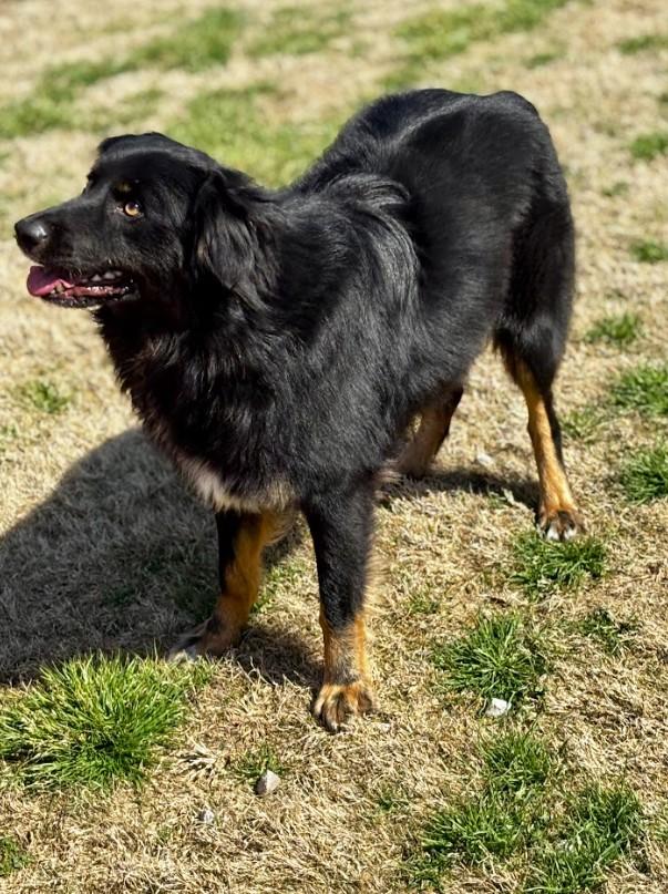 Flash, a ADOPTABLE Australian Shepherd in Joppa, AL image 3/3