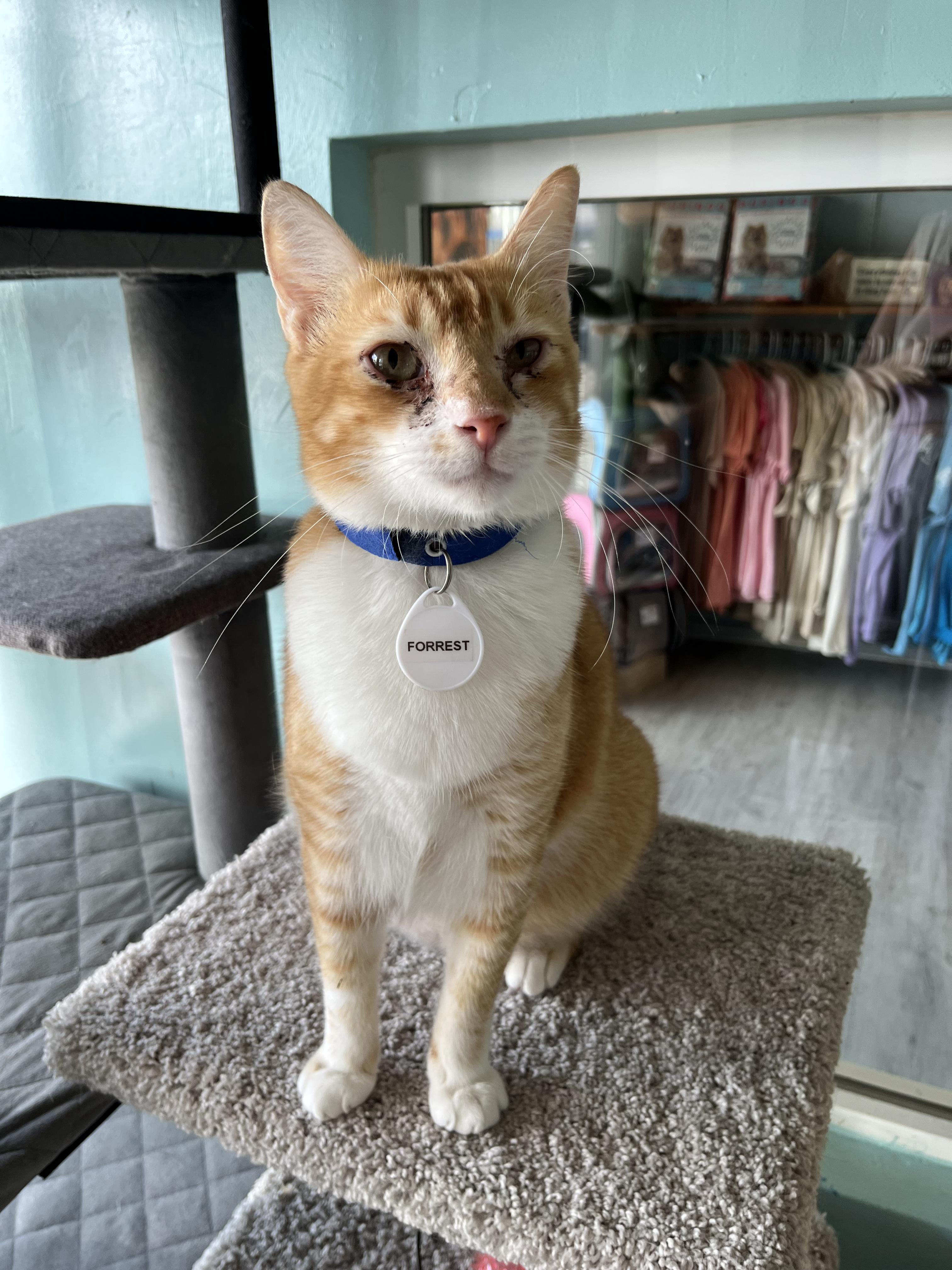 Forrest, an adoptable Domestic Short Hair in Aiea, HI, 96701 | Photo Image 1