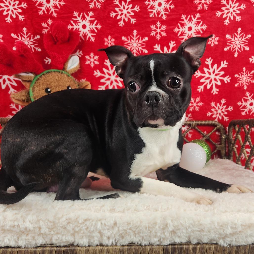 Enlarge Bing, a Adoptable Boston Terrier in Fort Wayne, IN image 1/1