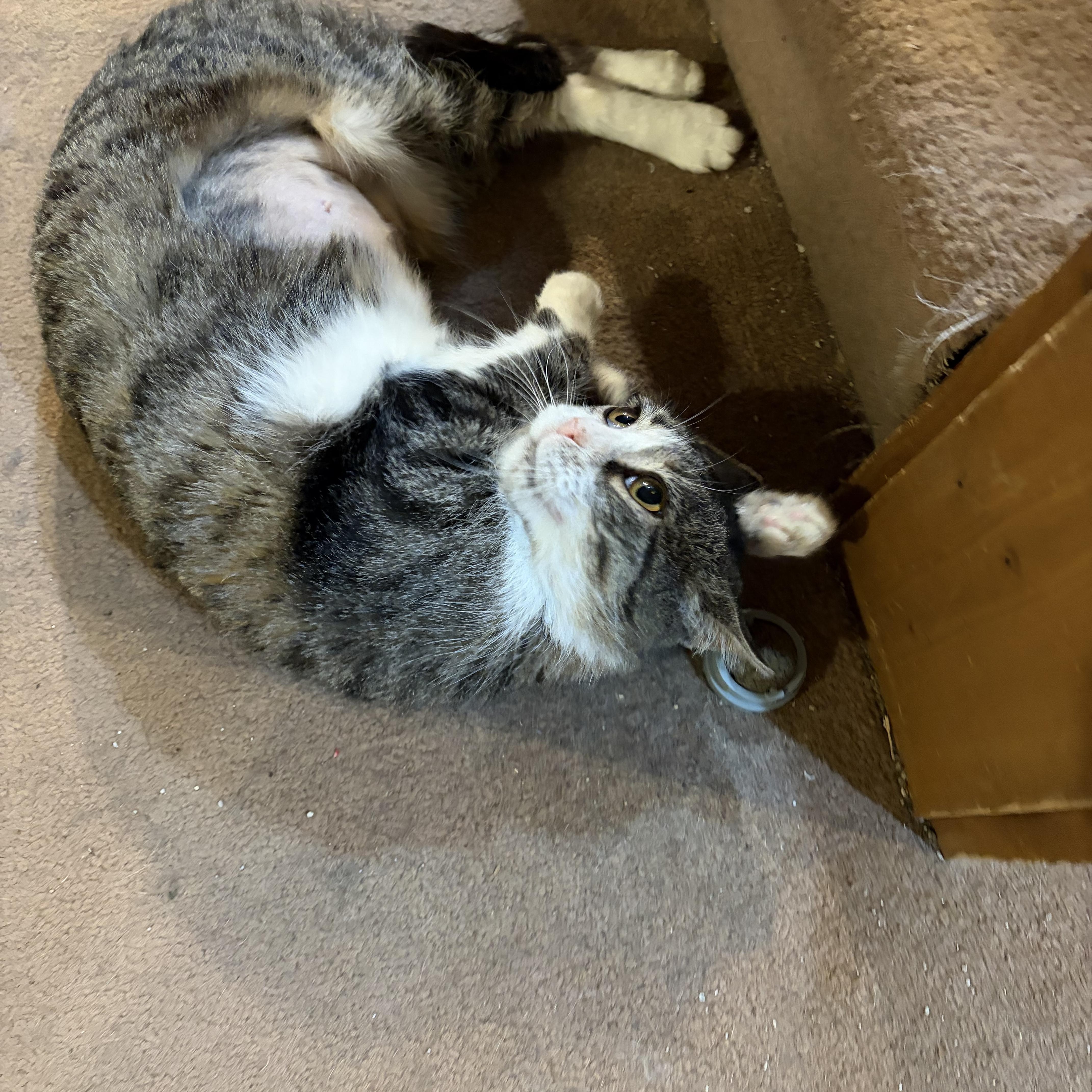 Butterscotch, a Adoptable Domestic Short Hair in Madison, WI image 3/5