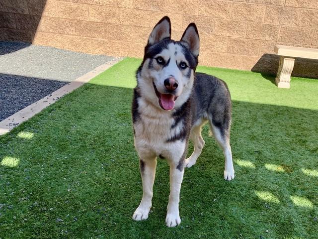 Enlarge AMIR, a Adoptable mixed breed in Moreno Valley, CA image 3/3