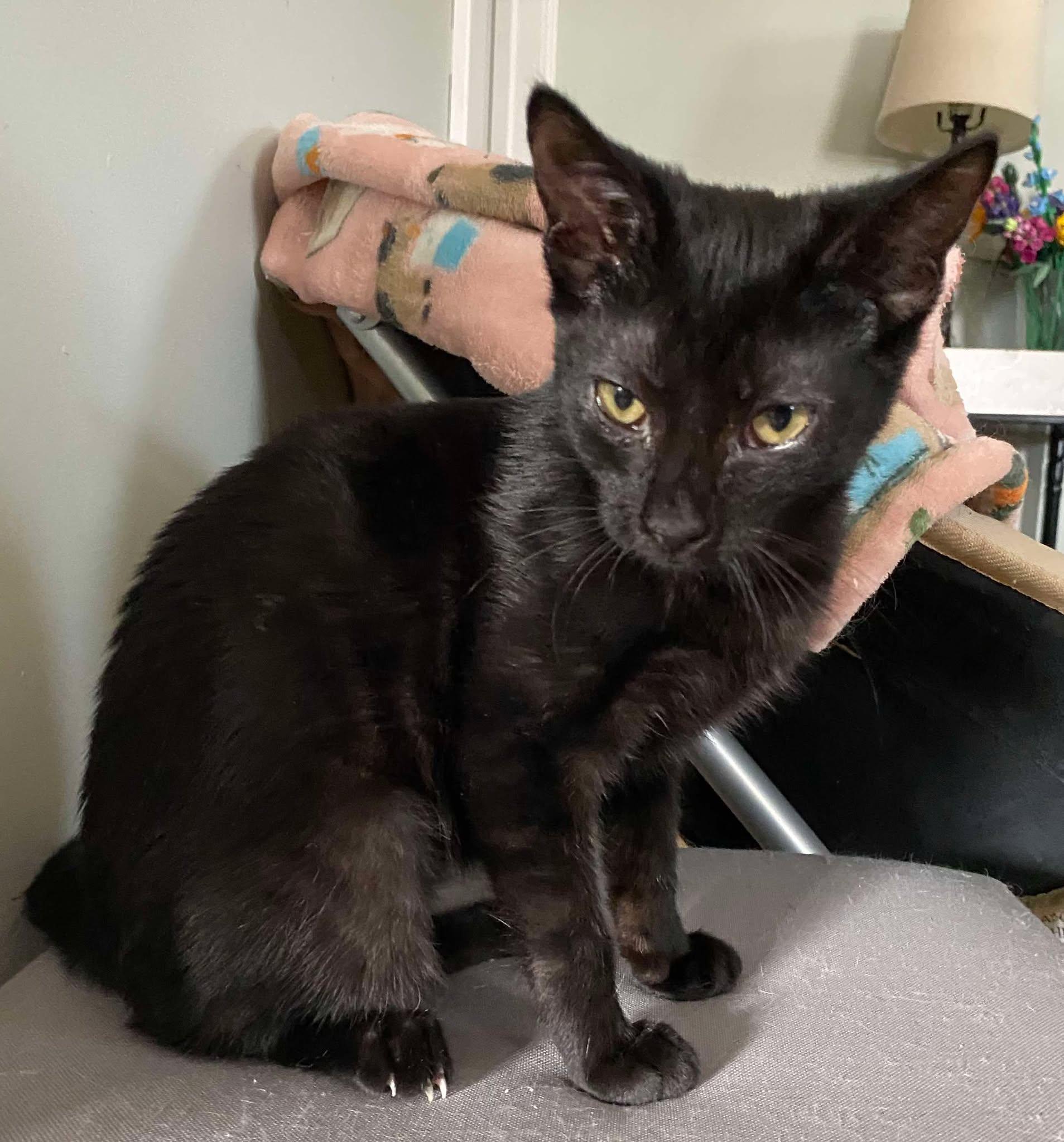 Remy — thumbnail 2