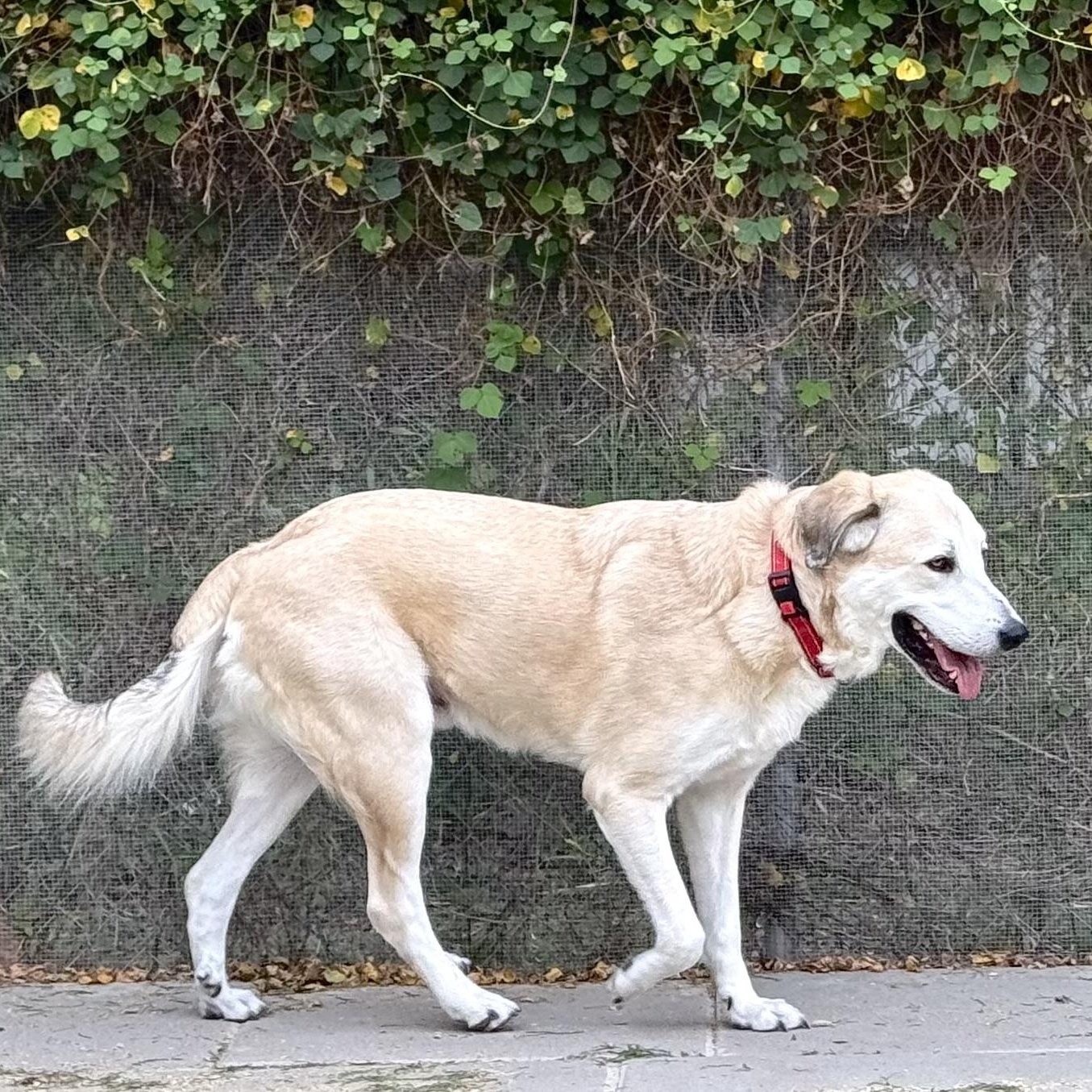 Enlarge TIMMY- HOUSTON, TX, a Adoptable mixed breed in Alvin, TX image 2/5