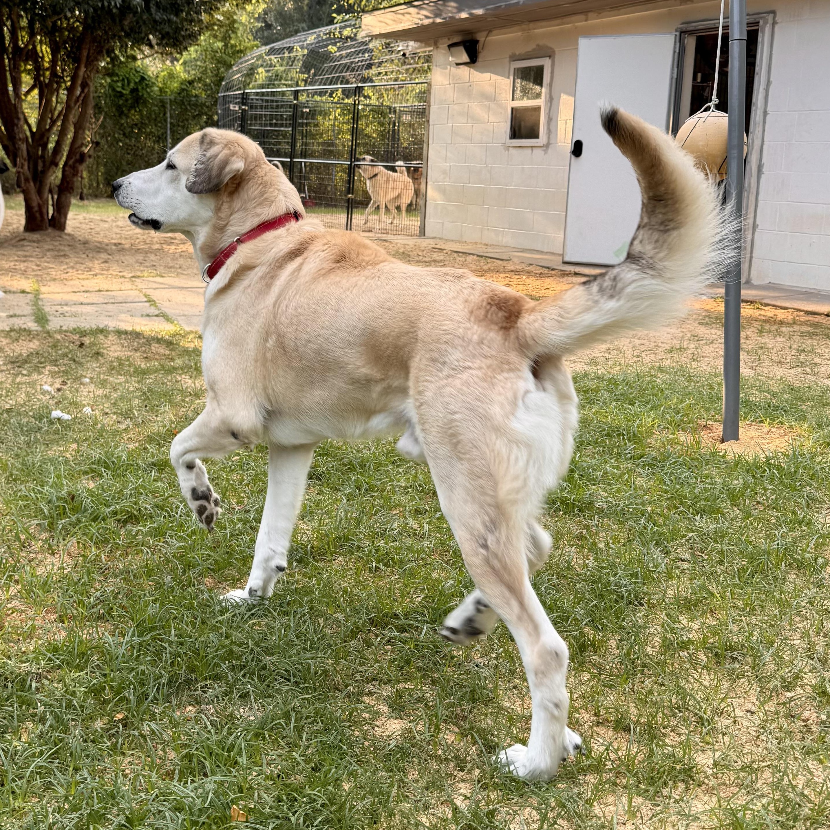 Enlarge TIMMY- HOUSTON, TX, a Adoptable mixed breed in Alvin, TX image 3/5