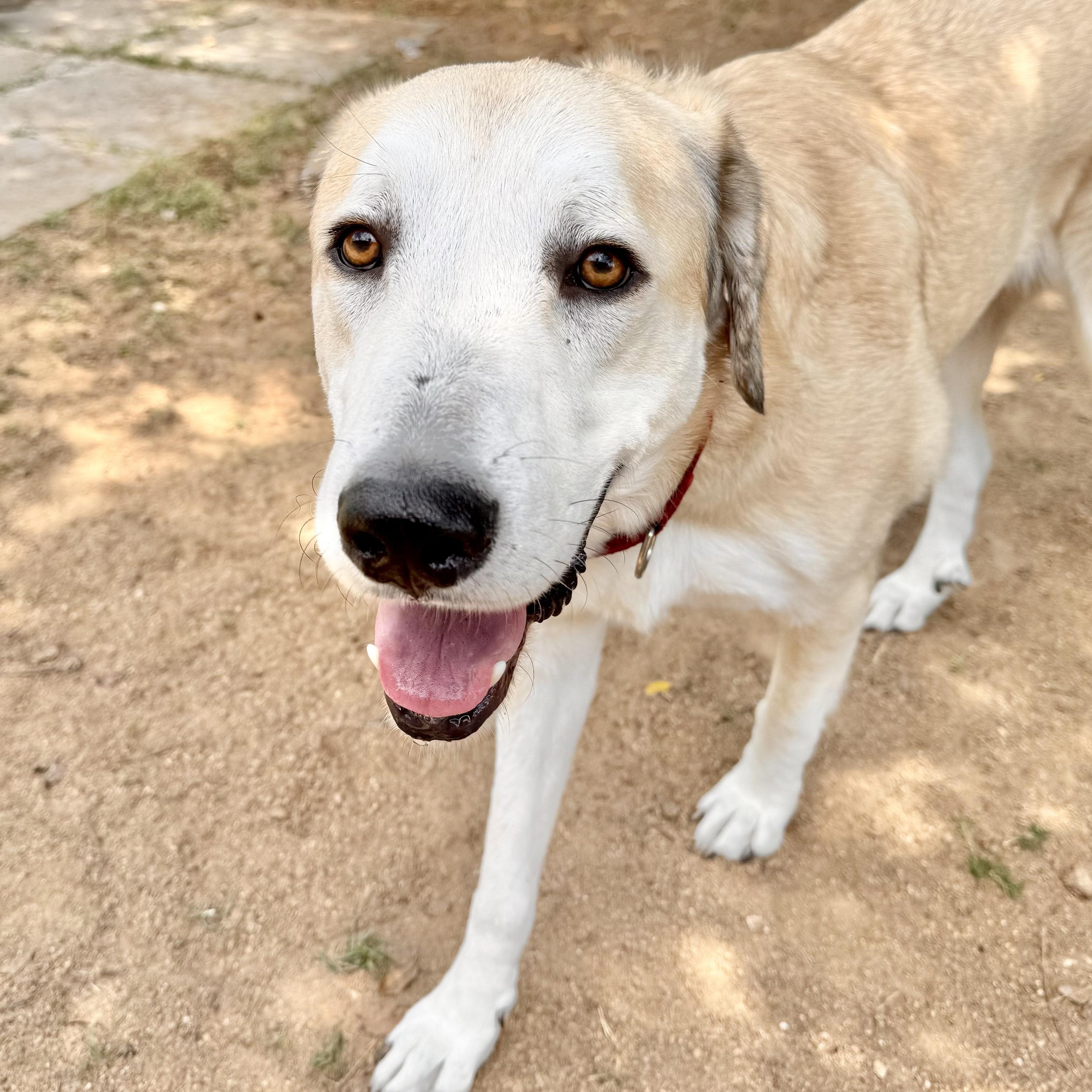 Enlarge TIMMY- HOUSTON, TX, a Adoptable mixed breed in Alvin, TX image 1/5