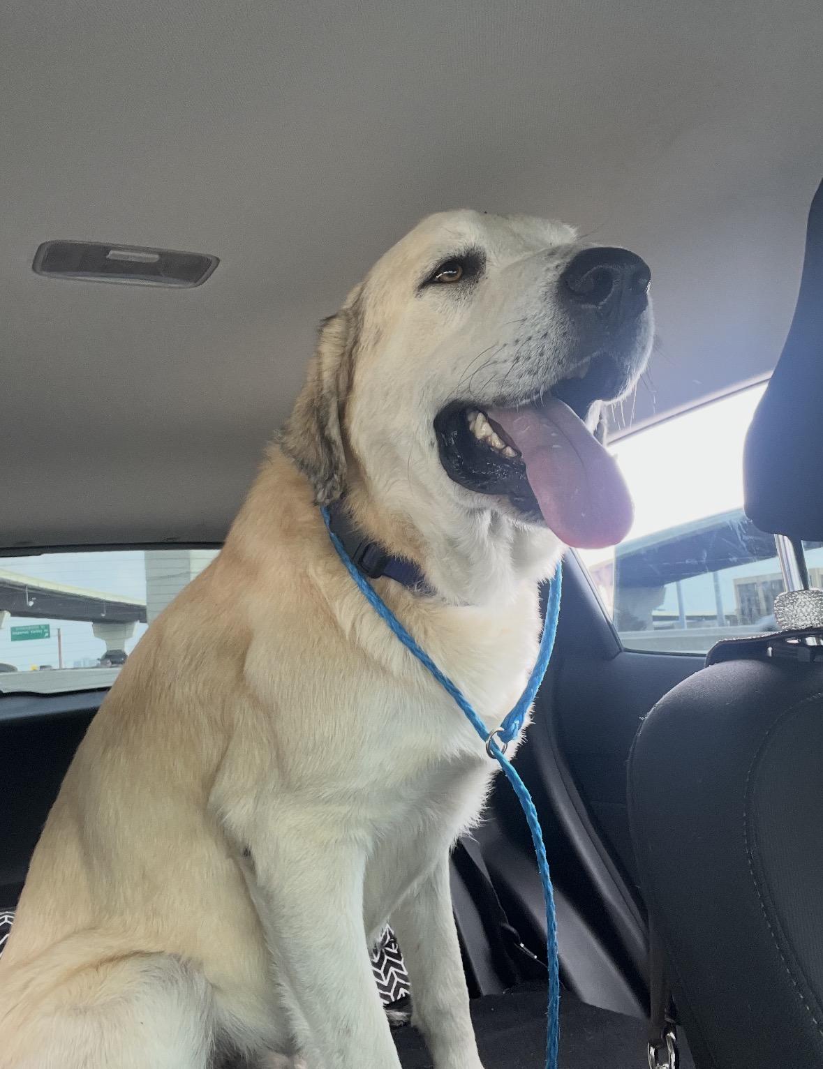 Enlarge TIMMY- MONTGOMERY, TX- PENDING ADOPTION, a ADOPTABLE mixed breed in Conroe, TX image 4/5