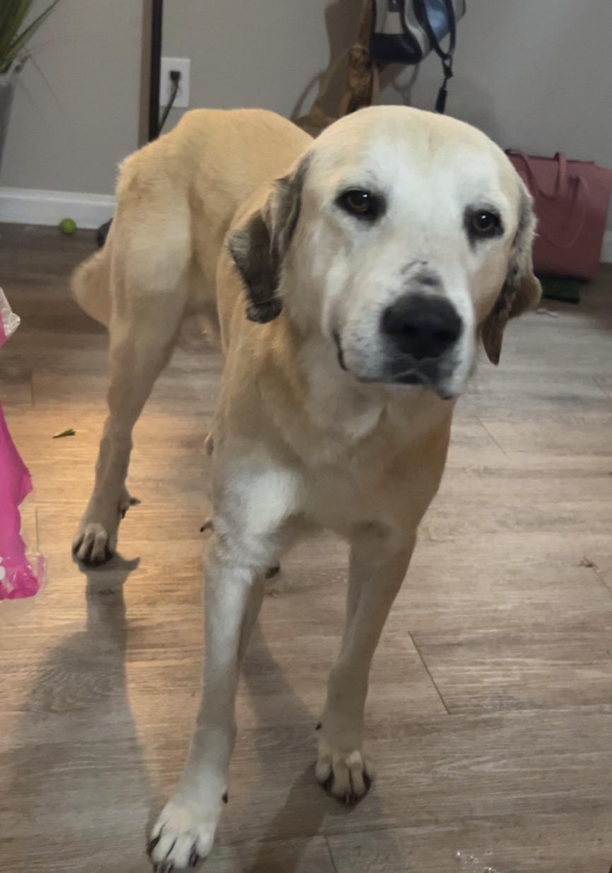 Enlarge TIMMY- MONTGOMERY, TX- PENDING ADOPTION, a ADOPTABLE mixed breed in Conroe, TX image 5/5