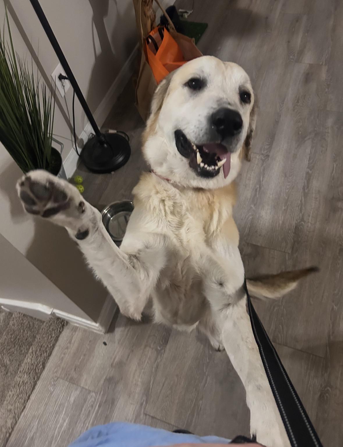 Enlarge TIMMY- MONTGOMERY, TX- PENDING ADOPTION, a ADOPTABLE mixed breed in Conroe, TX image 3/5