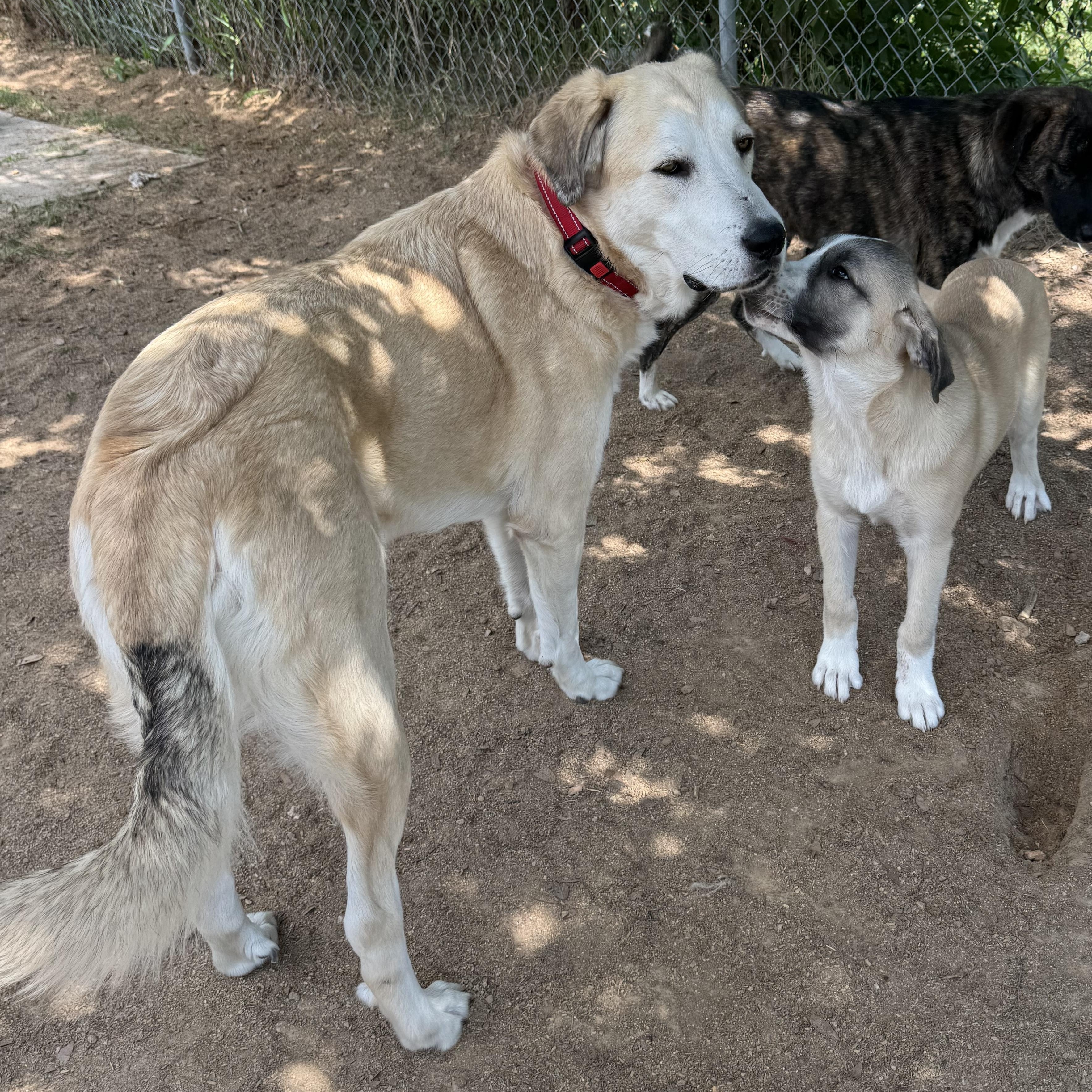 Enlarge TIMMY- HOUSTON, TX, a Adoptable mixed breed in Alvin, TX image 5/5
