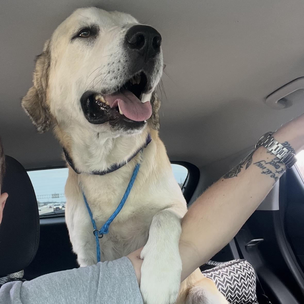 Enlarge TIMMY- MONTGOMERY, TX- PENDING ADOPTION, a ADOPTABLE mixed breed in Conroe, TX image 2/5