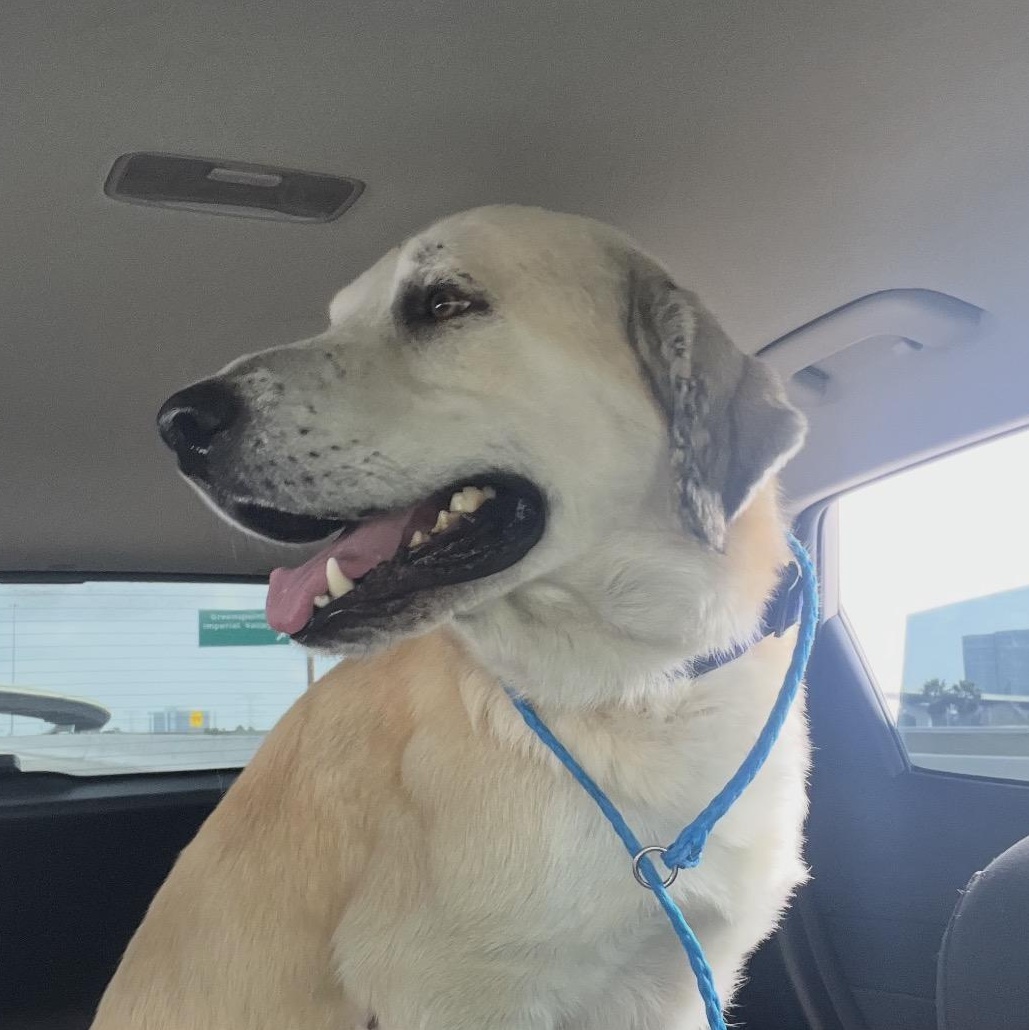 Enlarge TIMMY- MONTGOMERY, TX- PENDING ADOPTION, a ADOPTABLE mixed breed in Conroe, TX image 1/5