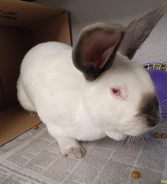 MEMPHIS, Adoptable, Young Female Bunny Rabbit & Californian.