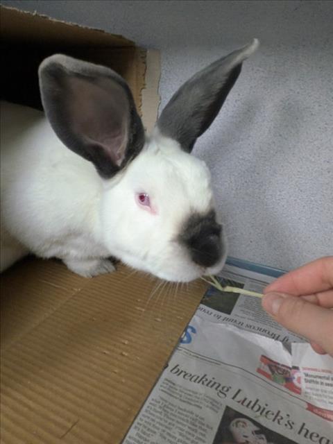 MEMPHIS, Adoptable, Young Female Bunny Rabbit & Californian.