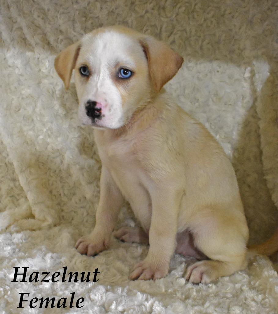 Hazelnut, Adoptable, Puppy Female Husky & Terrier.