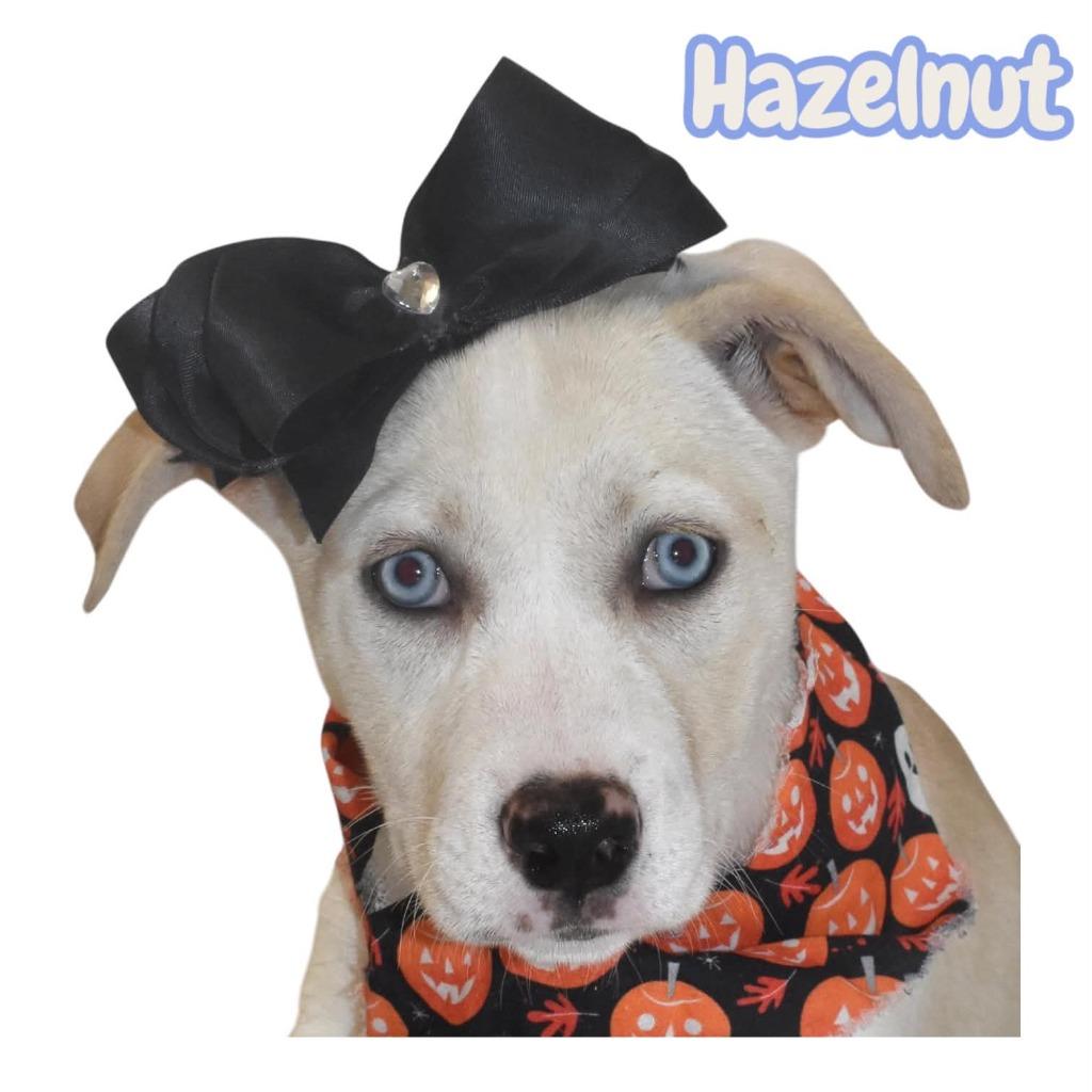 Enlarge Hazelnut, a Adoptable mixed breed in Springfield, OH image 3/6