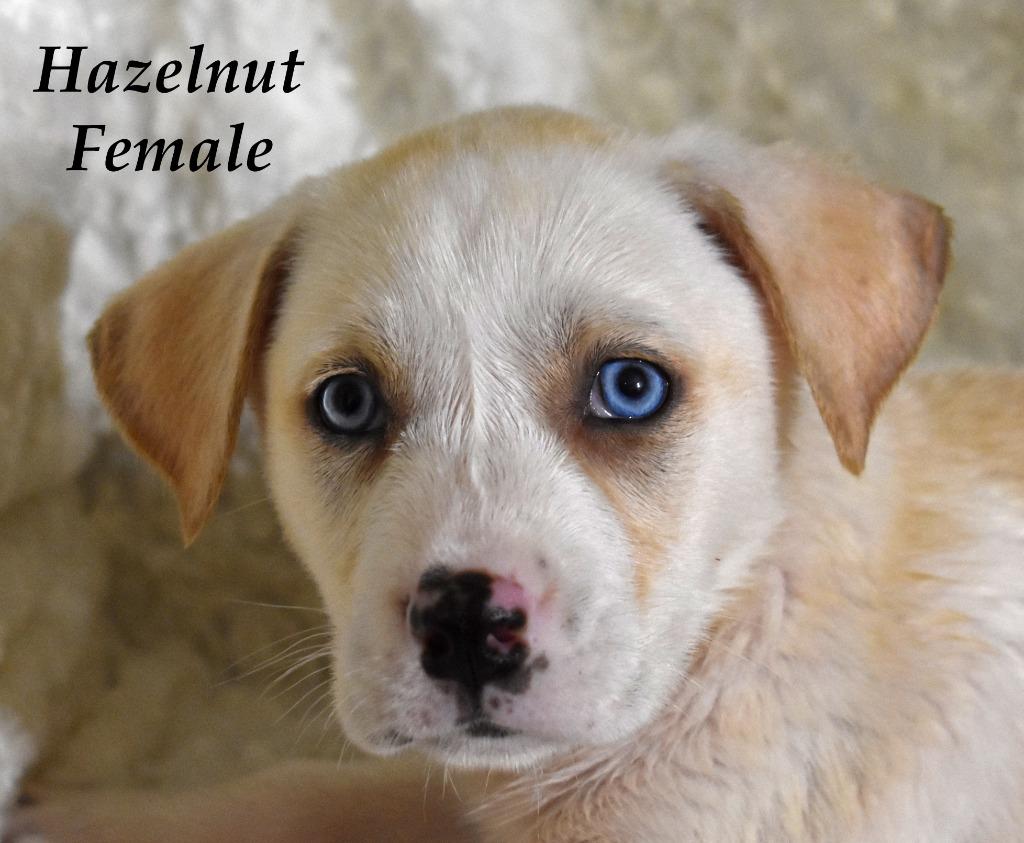 Enlarge Hazelnut, a Adoptable mixed breed in Springfield, OH image 4/6