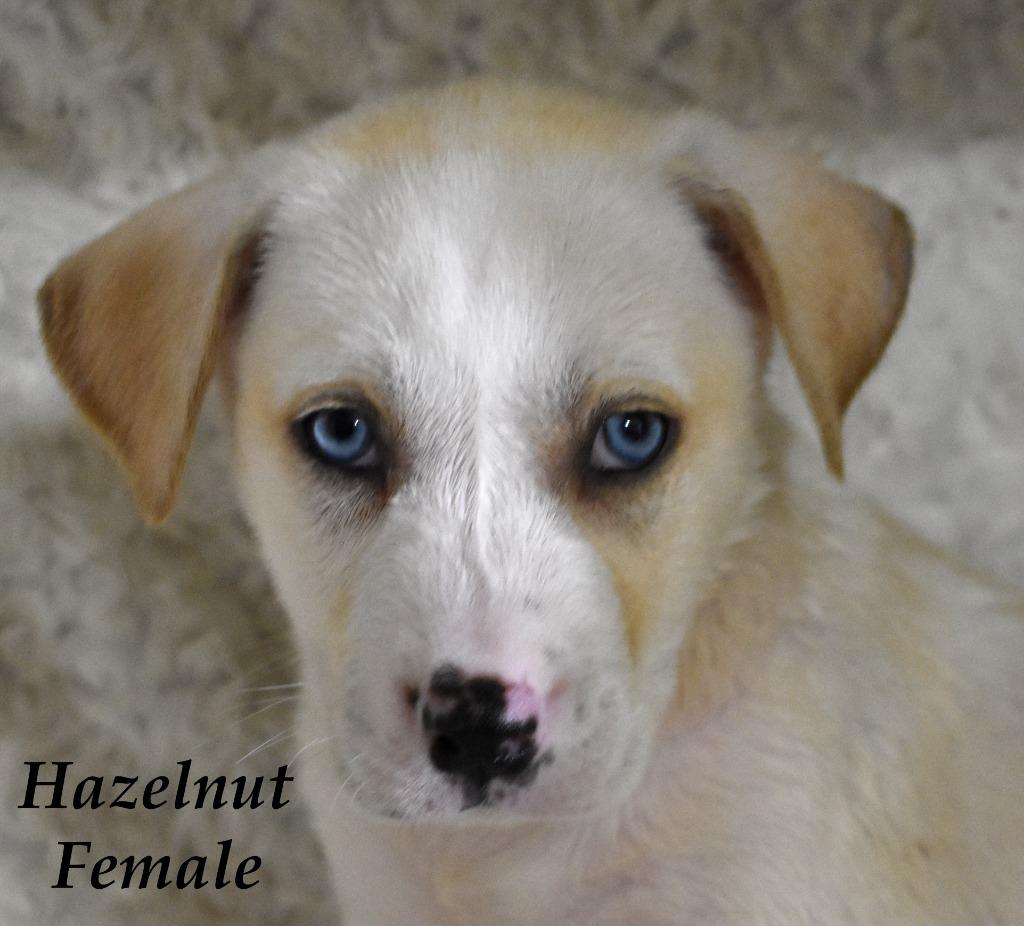 Enlarge Hazelnut, a Adoptable mixed breed in Springfield, OH image 5/6