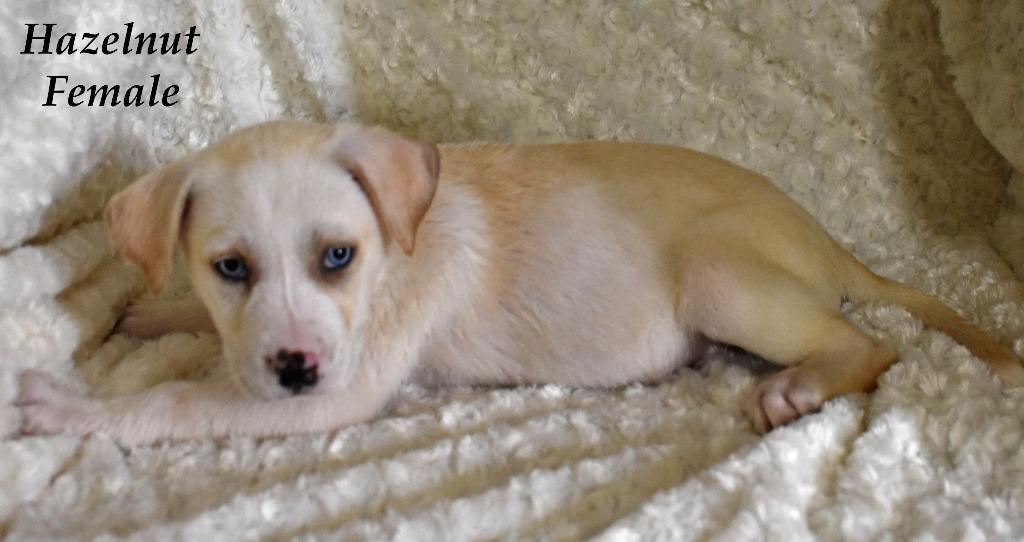 Enlarge Hazelnut, a Adoptable mixed breed in Springfield, OH image 6/6