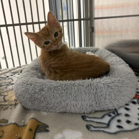 Enlarge Phineas, a Adopted Domestic Short Hair in Allen, TX image 1/1