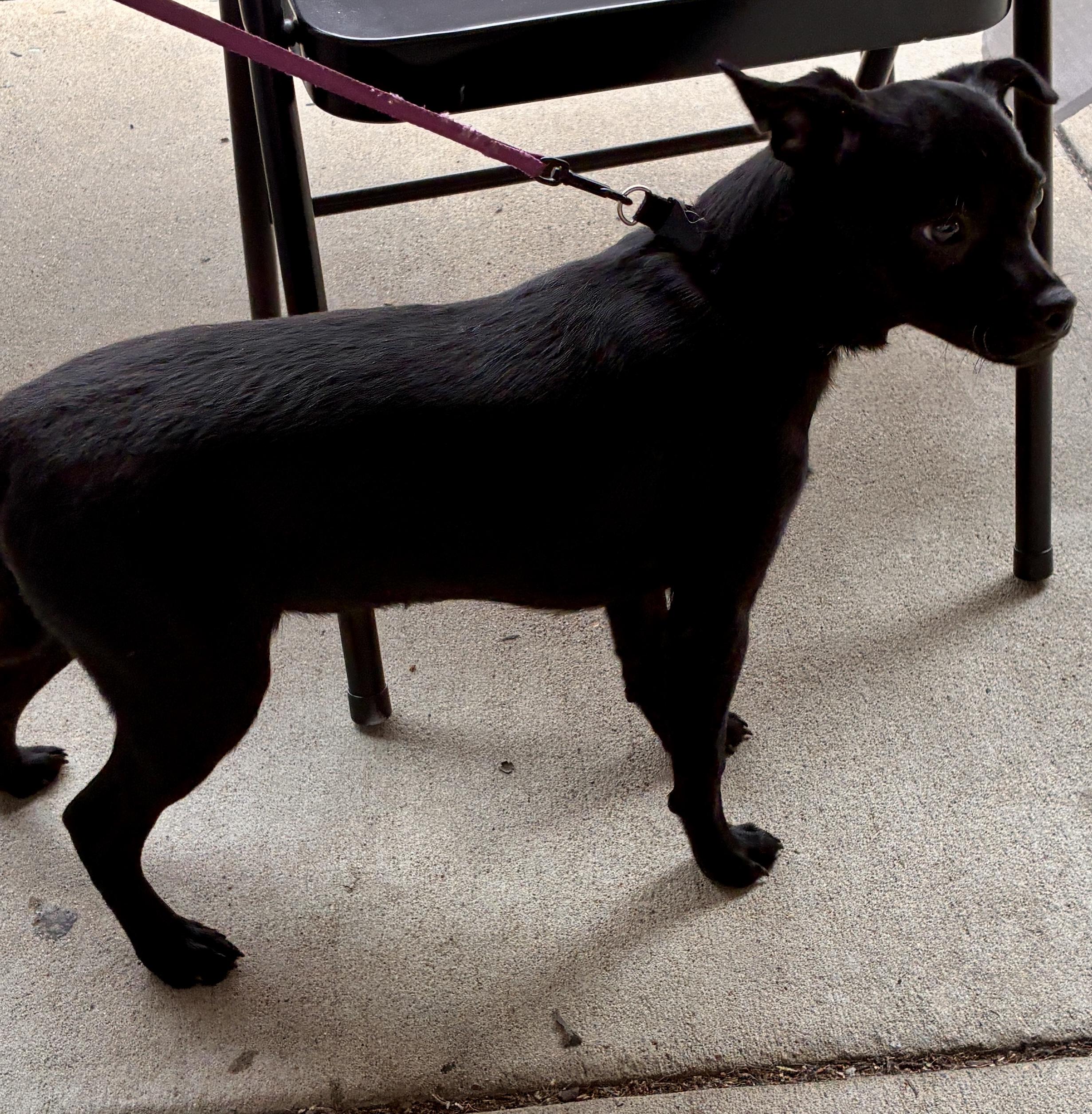 Enlarge Layne, a Adoptable mixed breed in West Greenwich , RI image 5/6