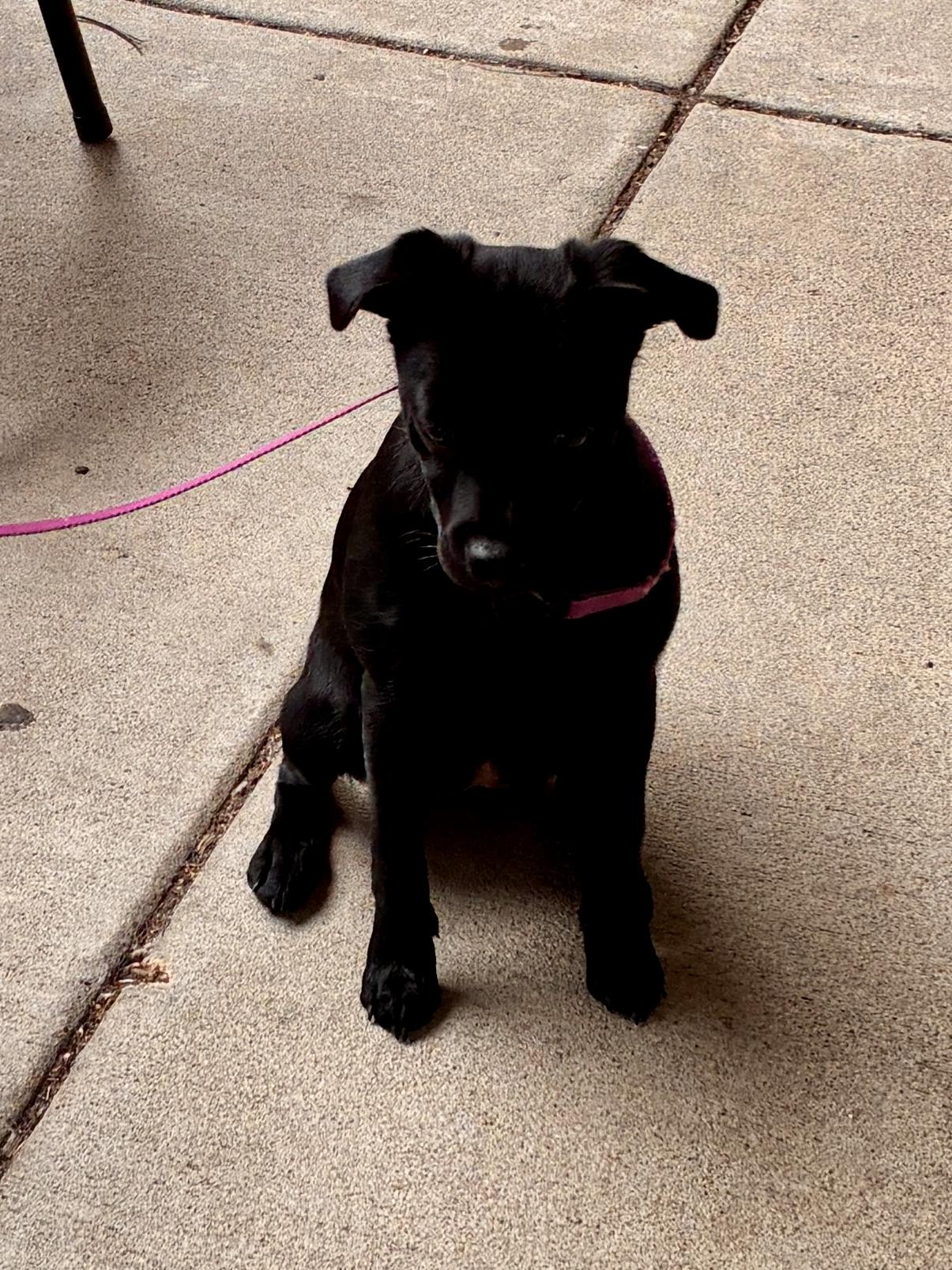 Enlarge Layne, a Adoptable mixed breed in West Greenwich , RI image 6/6