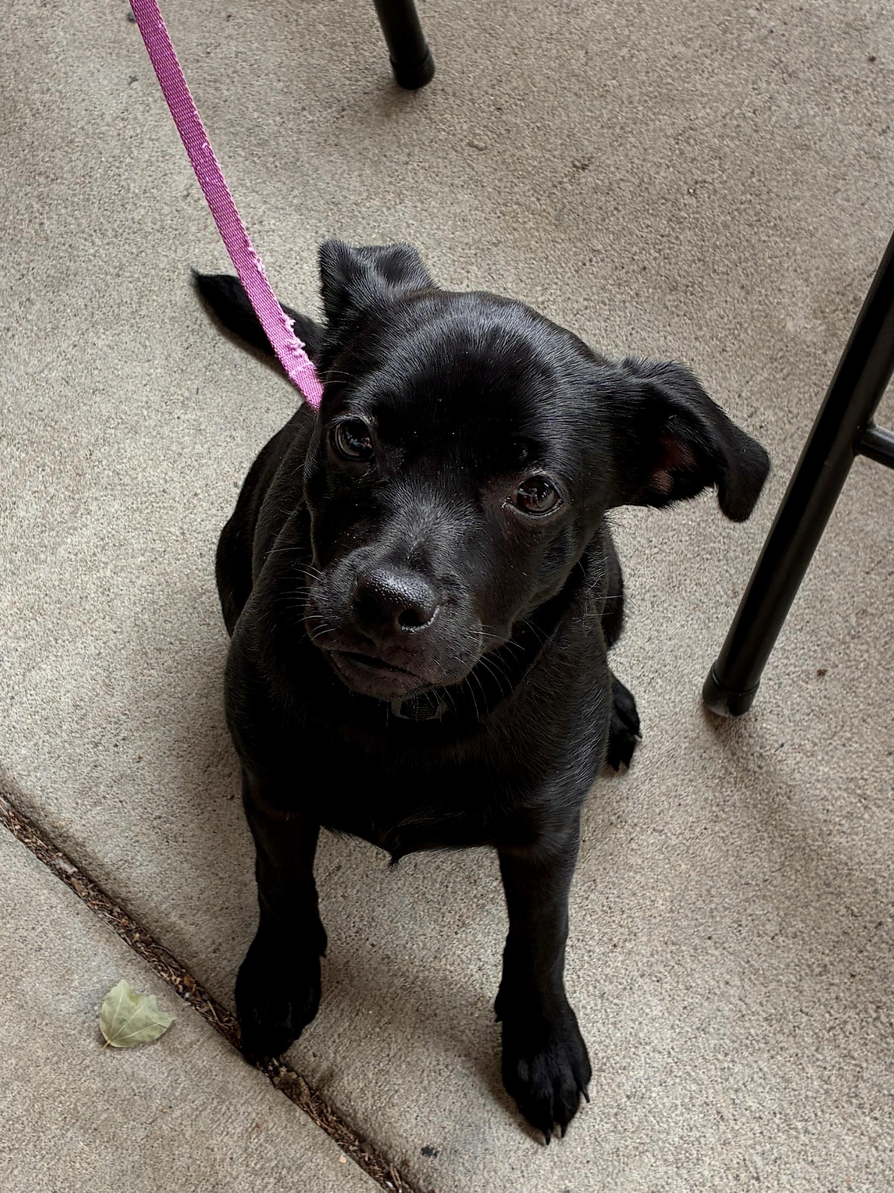 Enlarge Layne, a Adoptable mixed breed in West Greenwich , RI image 4/6