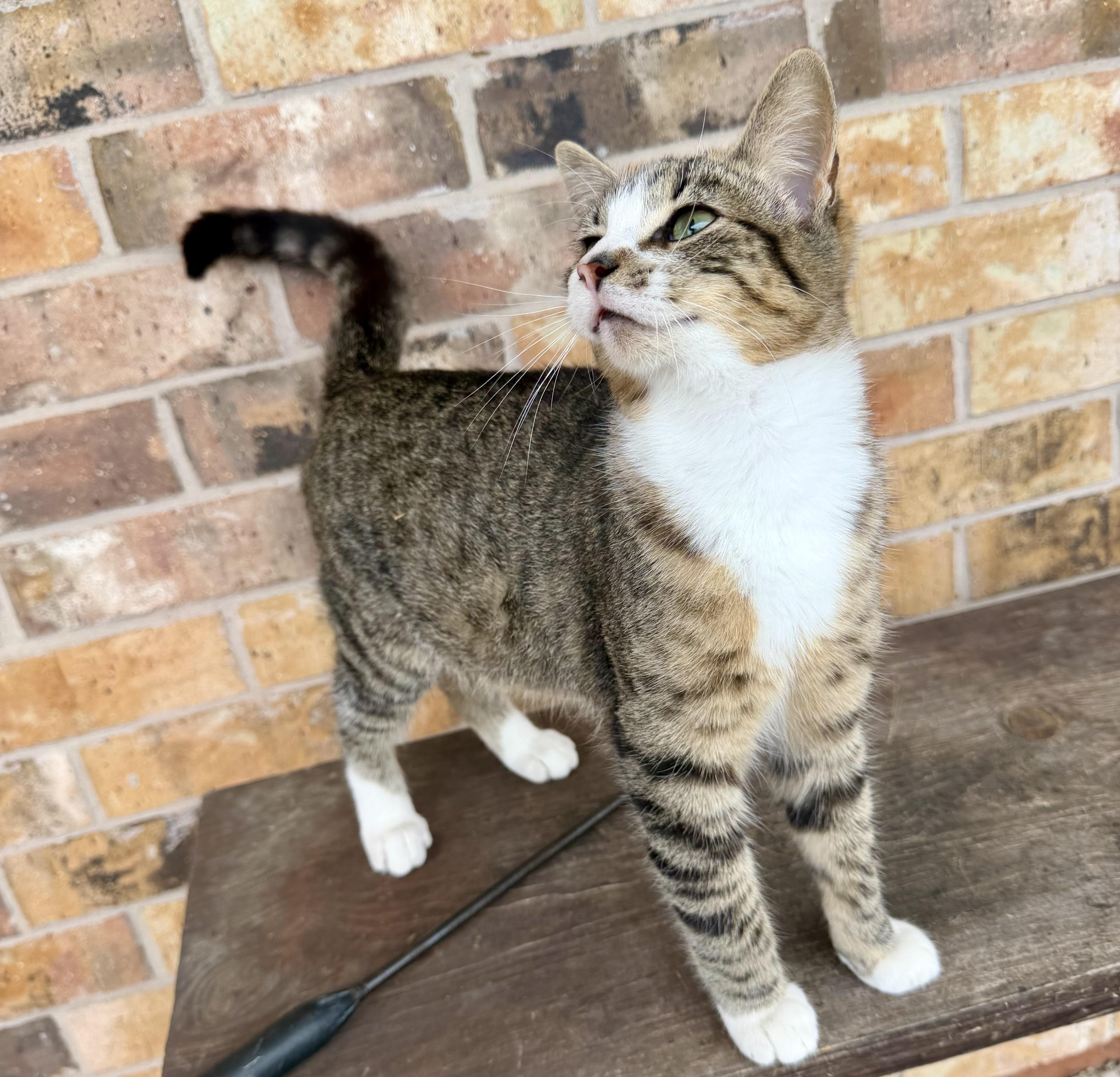 TOAST, Adoptable, Young Male Domestic Short Hair.