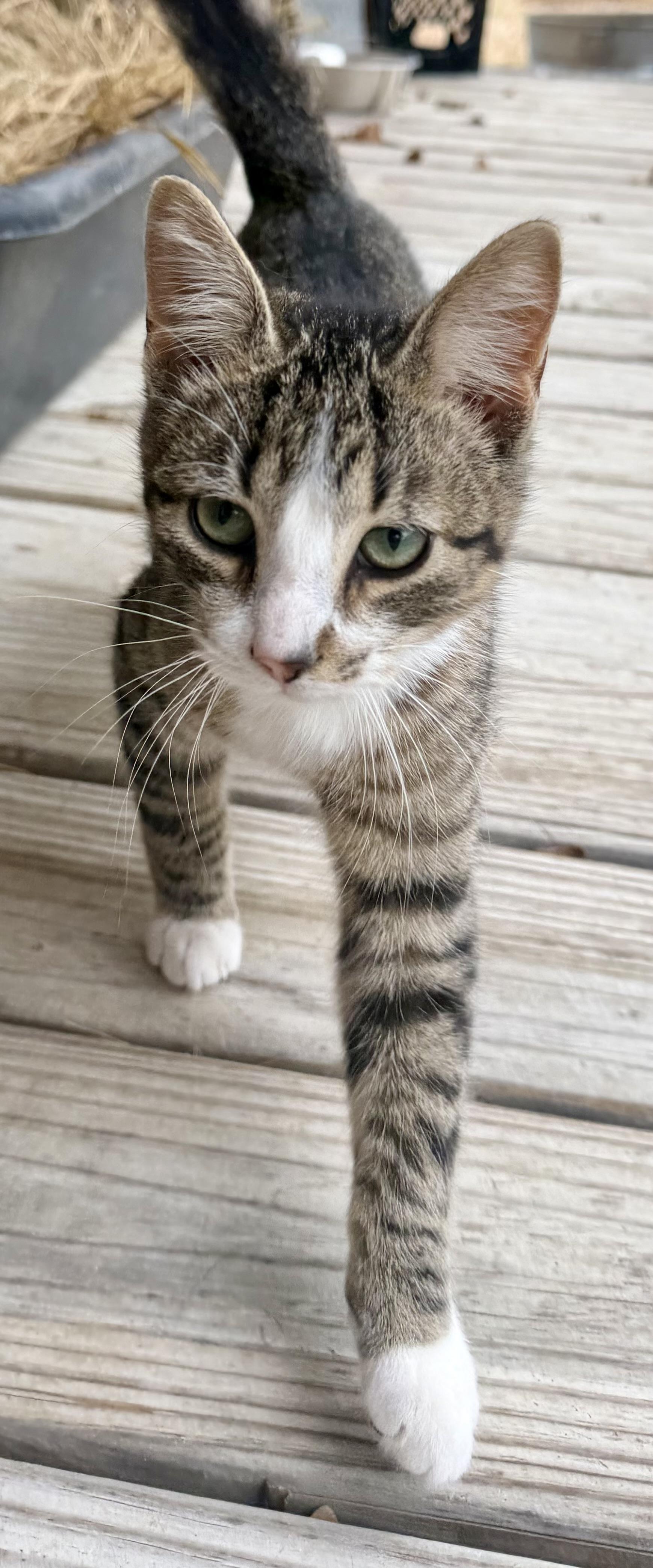 TOAST, a Adoptable Domestic Short Hair in Somerville, TX image 4/4