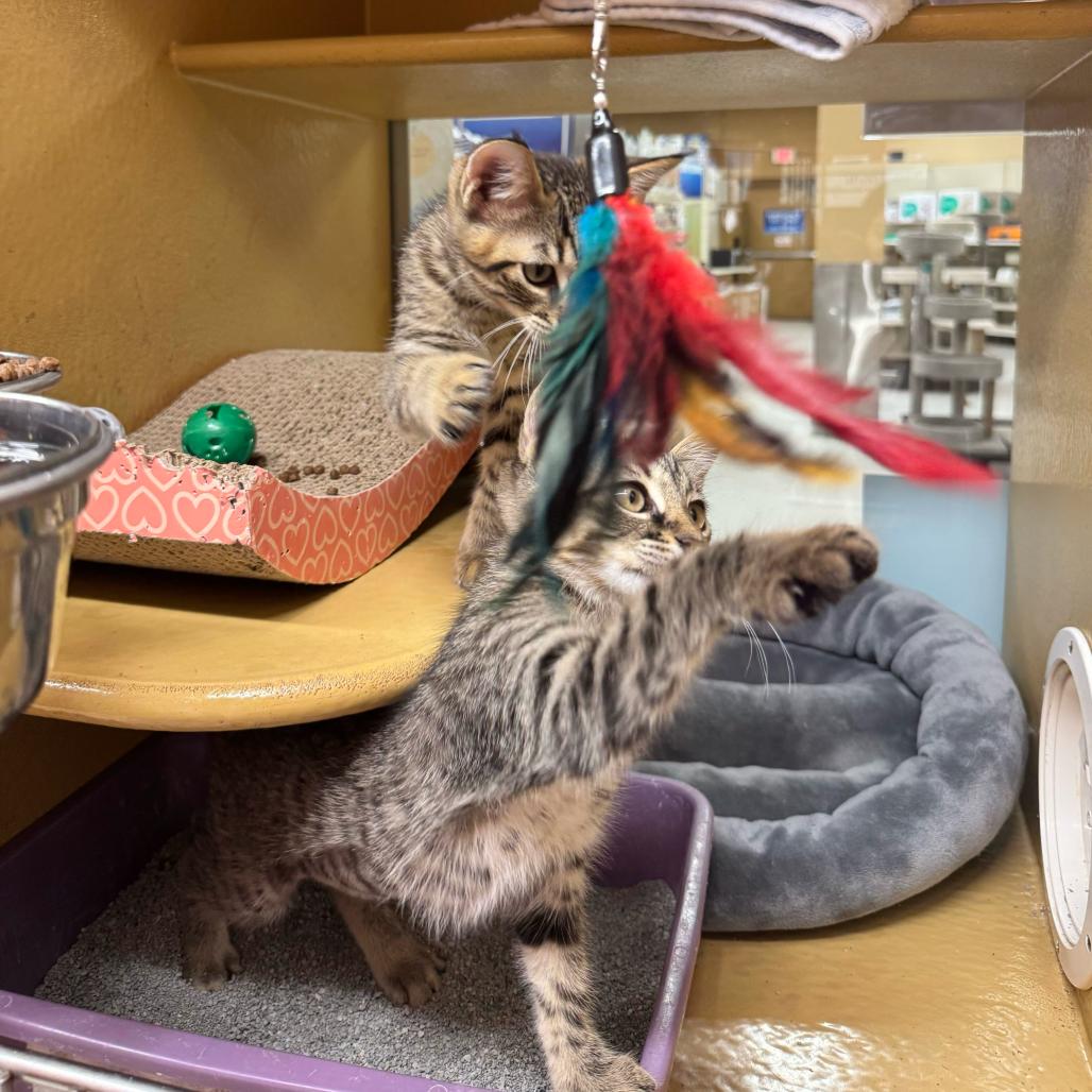 Leo, a Adoptable Domestic Short Hair in Escondido, CA image 1/4