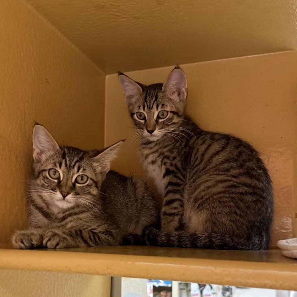 Leo, a Adoptable Domestic Short Hair in Escondido, CA image 2/4