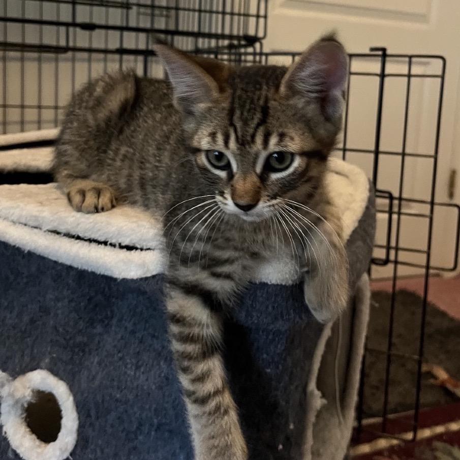 Leo, a Adoptable Domestic Short Hair in Escondido, CA image 3/4
