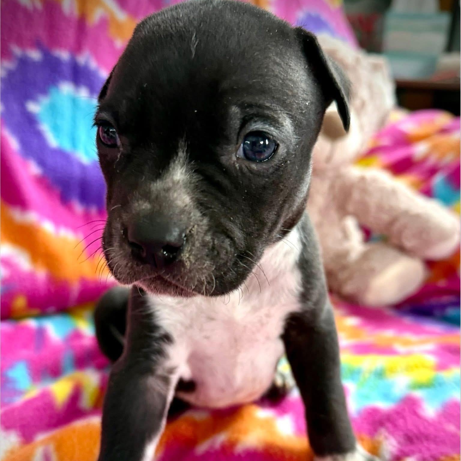 Enlarge Jack, a Adoptable mixed breed in Dunkirk , NY image 4/6