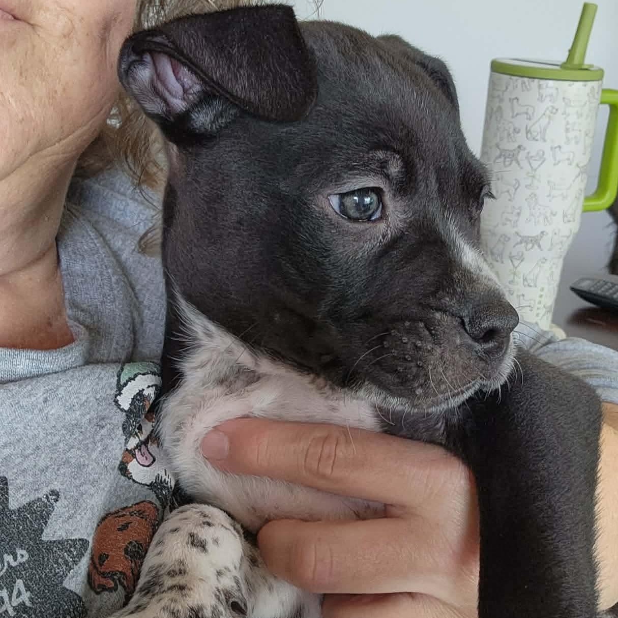 Enlarge Jack, a Adoptable mixed breed in Dunkirk , NY image 6/6