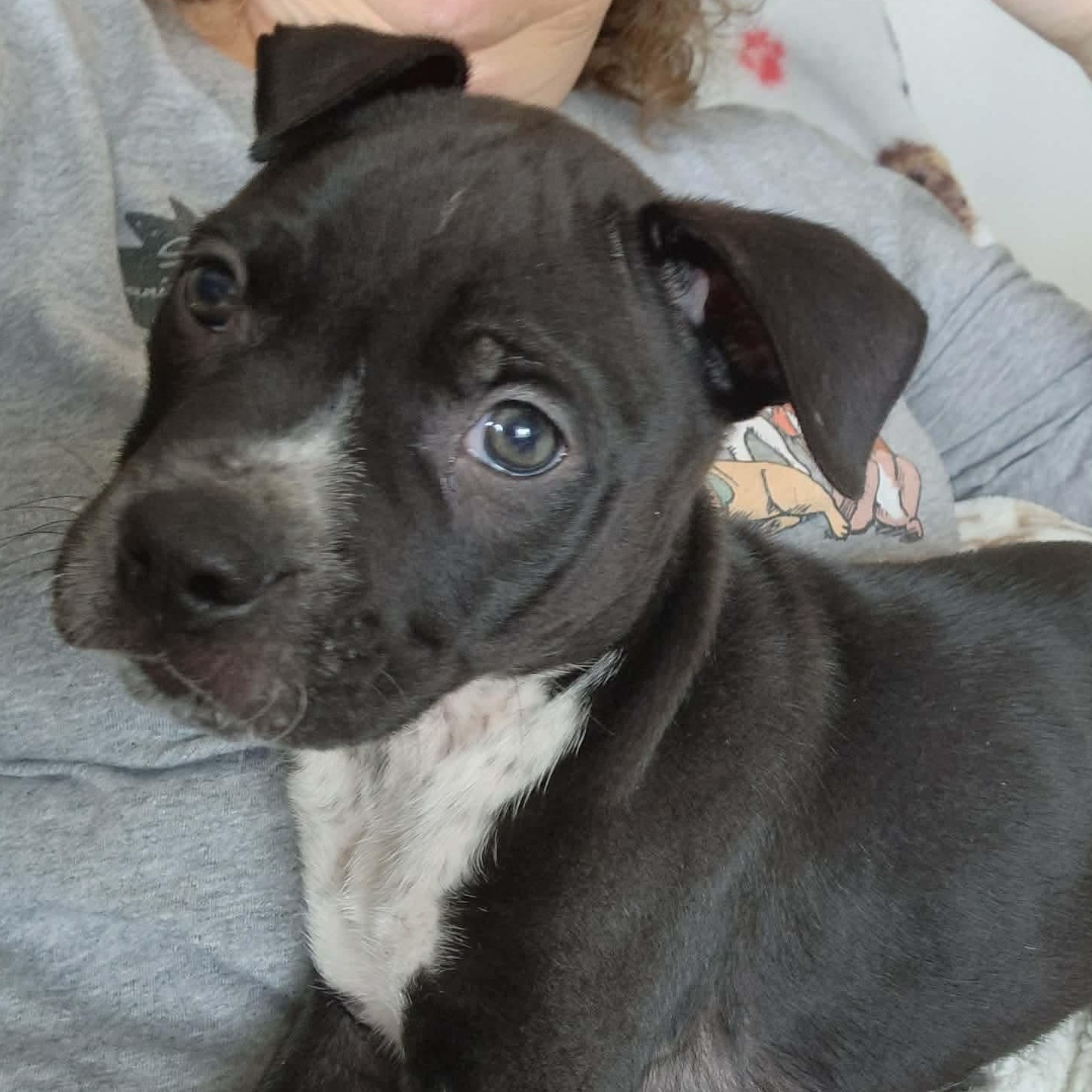 Enlarge Jack, a Adoptable mixed breed in Dunkirk , NY image 2/6