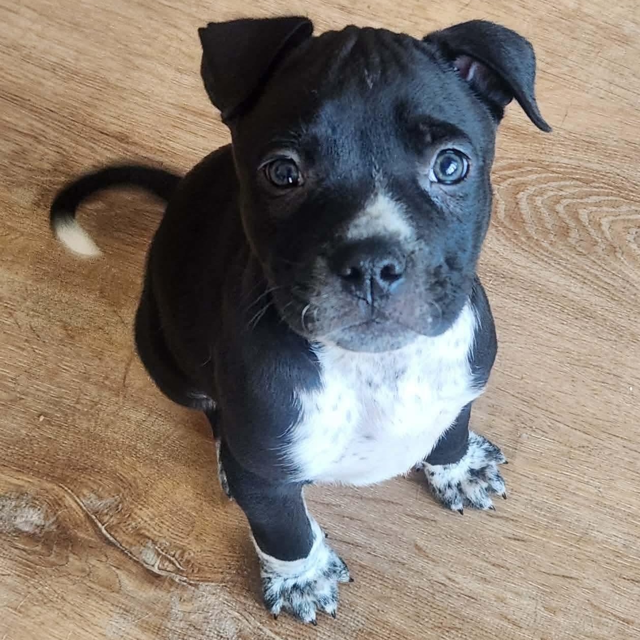 Enlarge Jack, a Adoptable mixed breed in Dunkirk , NY image 1/6