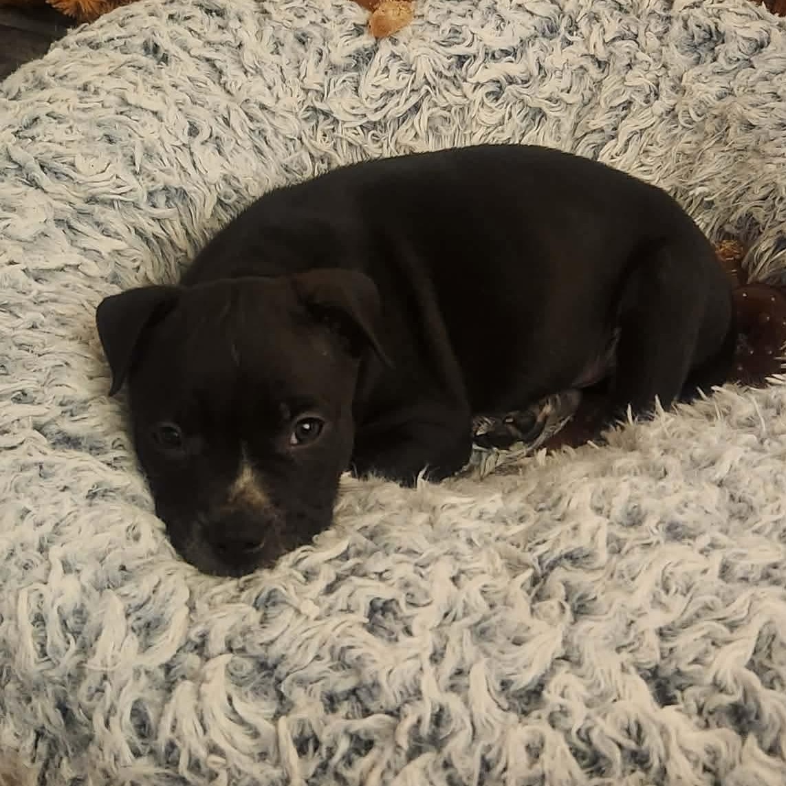 Enlarge Jack, a Adoptable mixed breed in Dunkirk , NY image 5/6