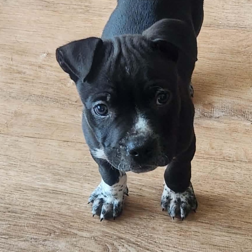 Enlarge Jack, a Adoptable mixed breed in Dunkirk , NY image 3/6