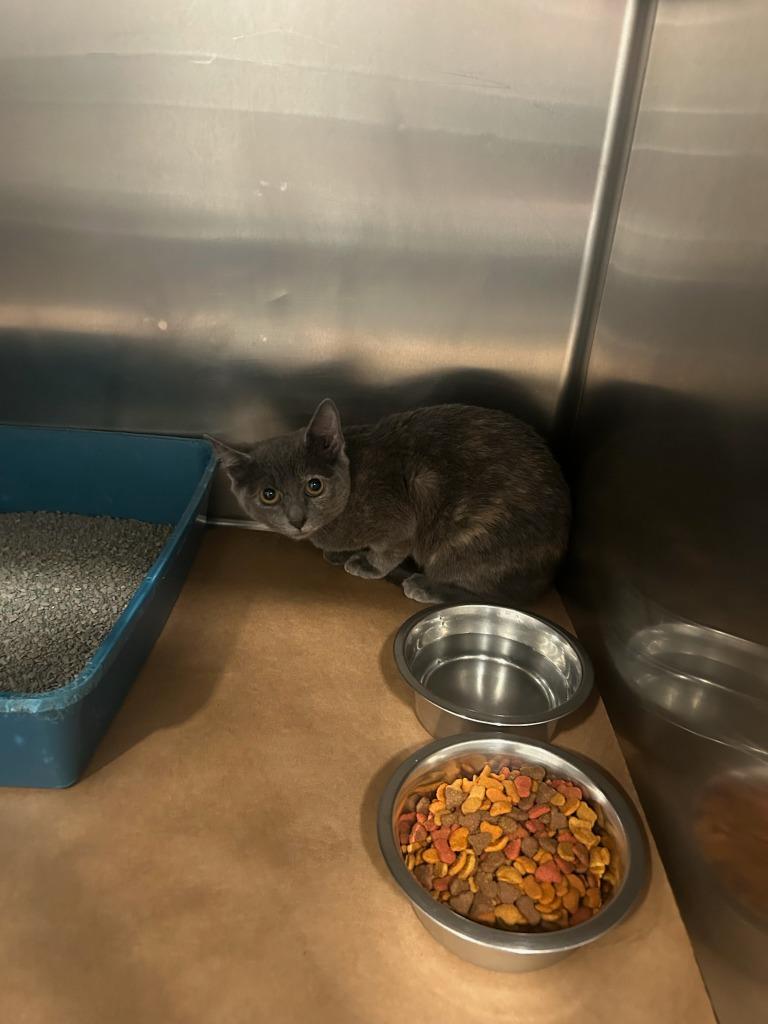 Elphie, Adoptable, Young Female Domestic Short Hair.