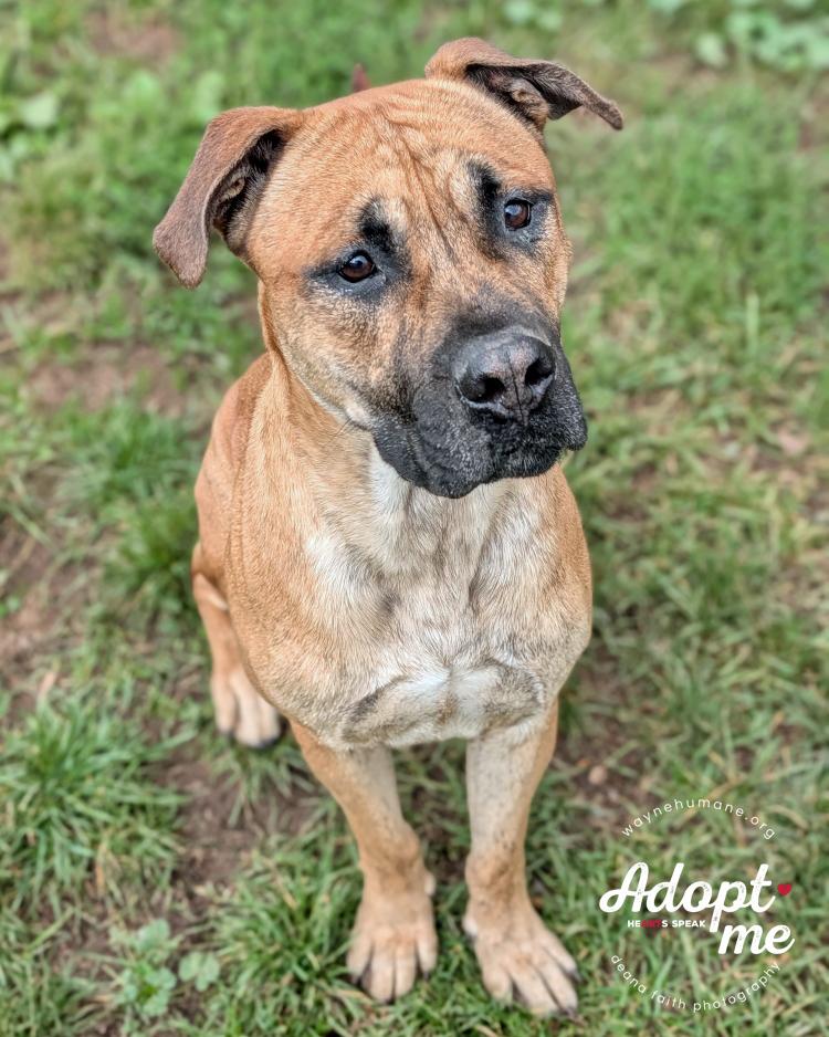 Enlarge Rocco, a Adoptable mixed breed in Lyons, NY image 1/4