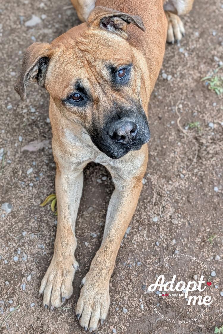 Enlarge Rocco, a Adoptable mixed breed in Lyons, NY image 2/4