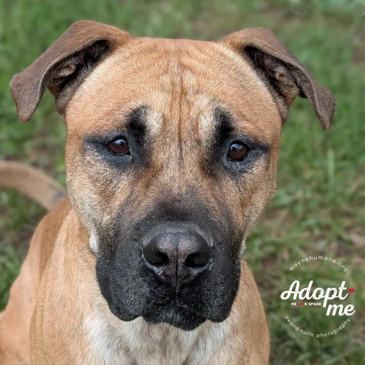 Enlarge Rocco, a Adoptable mixed breed in Lyons, NY image 3/4