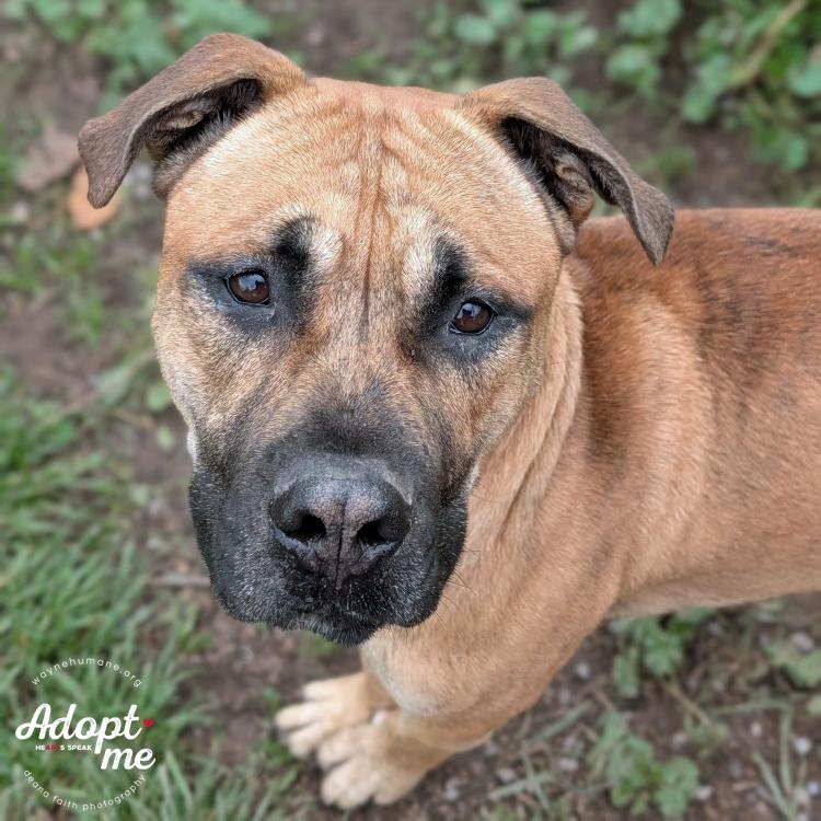 Enlarge Rocco, a Adoptable mixed breed in Lyons, NY image 4/4