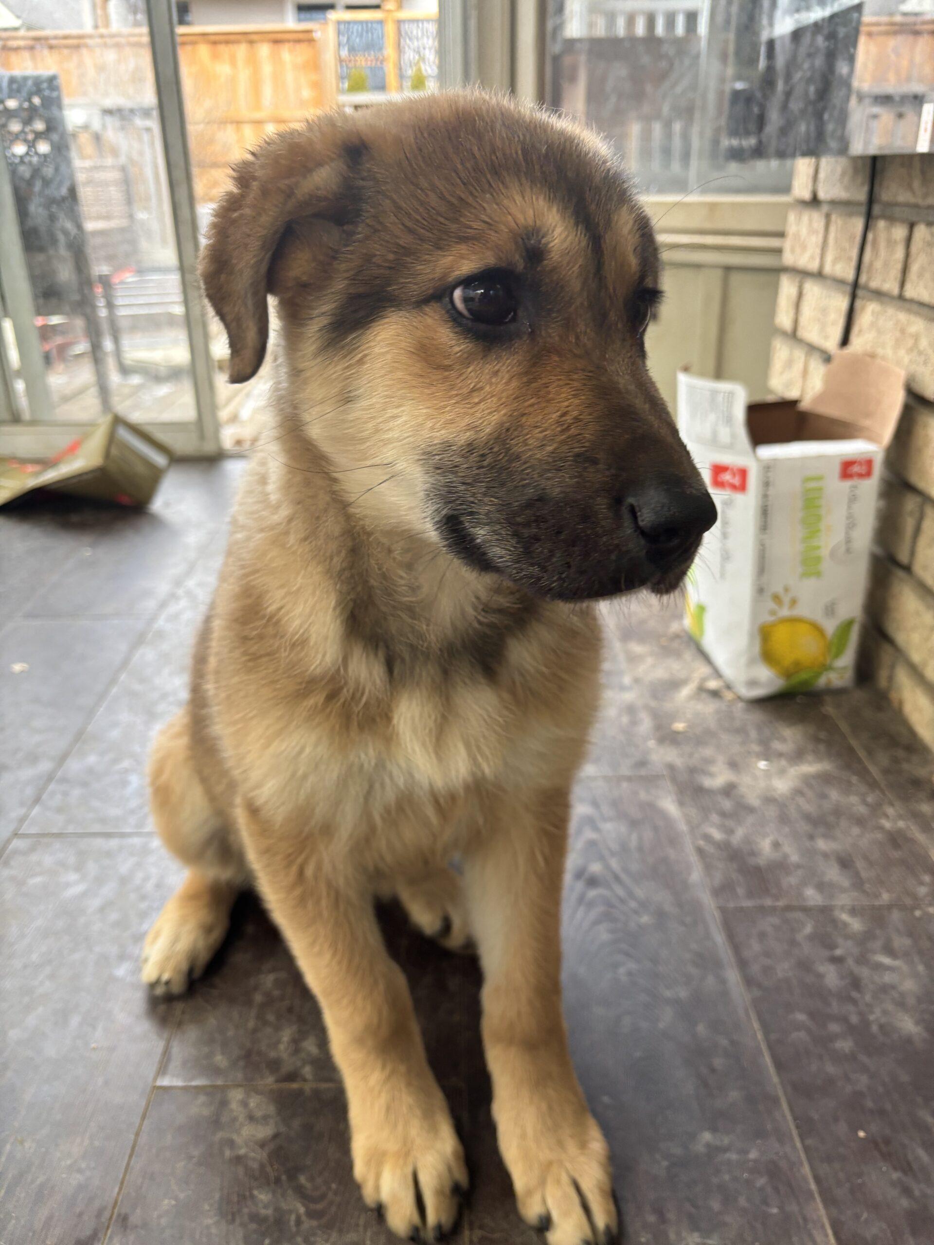 Flo, ADOPTABLE, Young Female German Shepherd Dog.