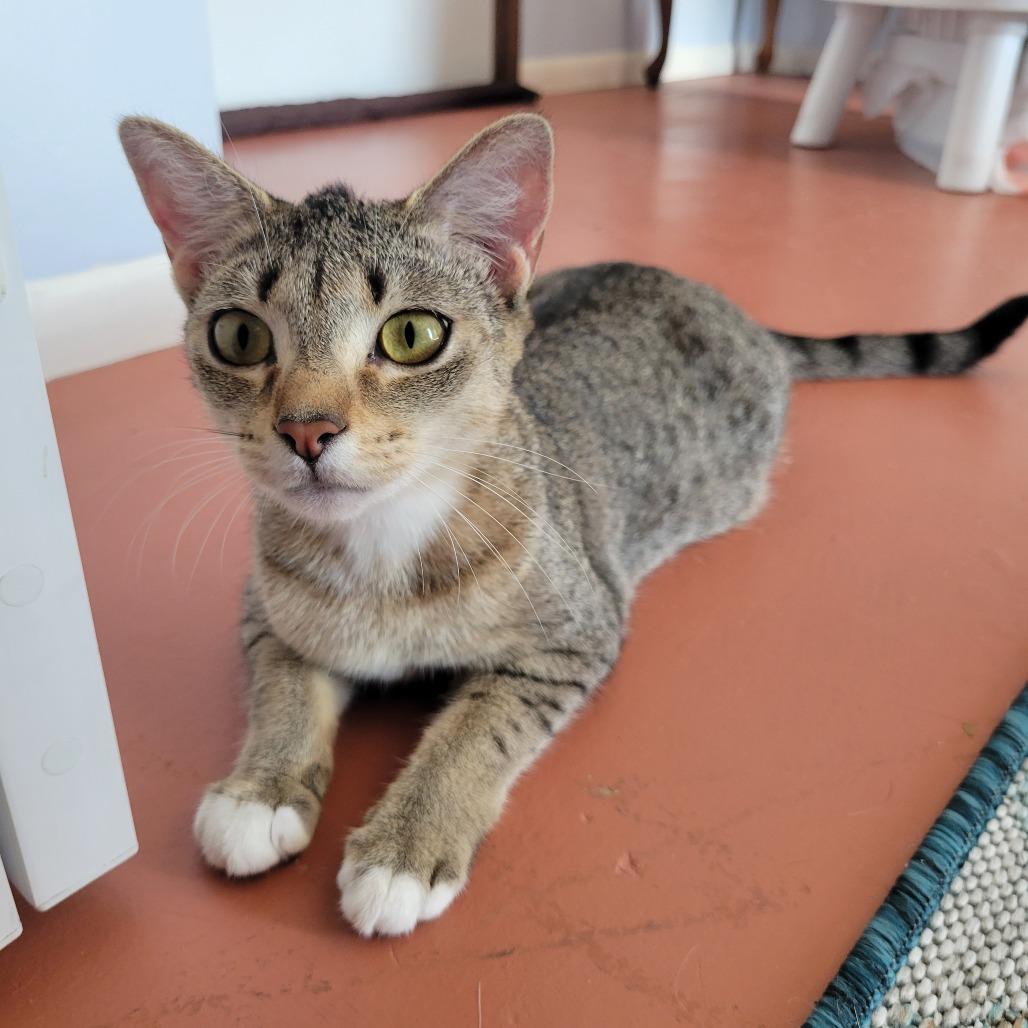 Enlarge Orchid, a Adoptable Domestic Short Hair in Englewood, FL image 1/1