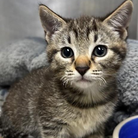 Orzo, adopted, Kitten Male Domestic Short Hair.