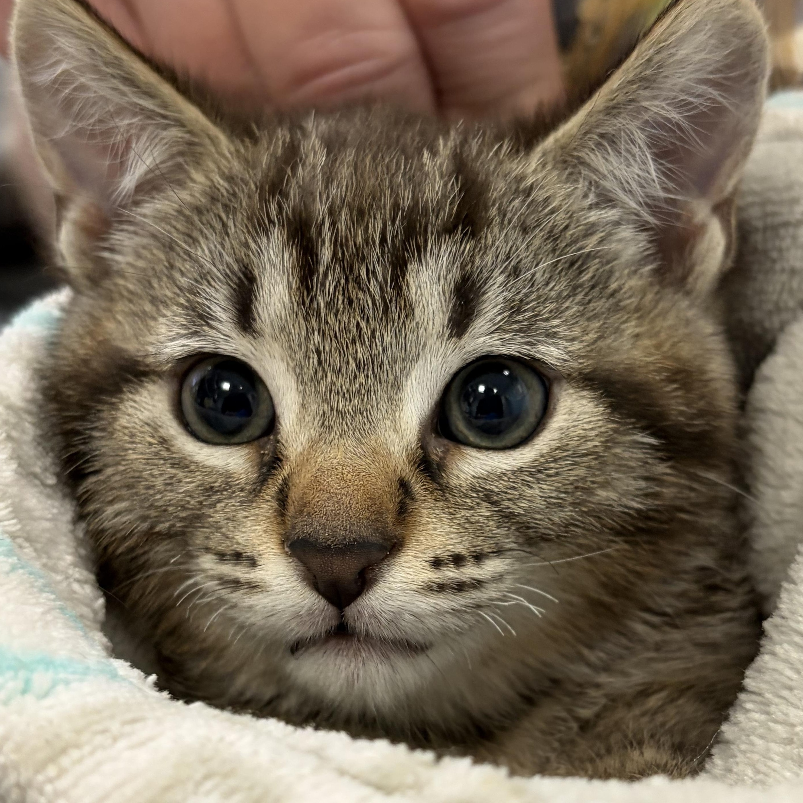 Enlarge Orzo, an adopted Domestic Short Hair in Allegan, MI image 2/2