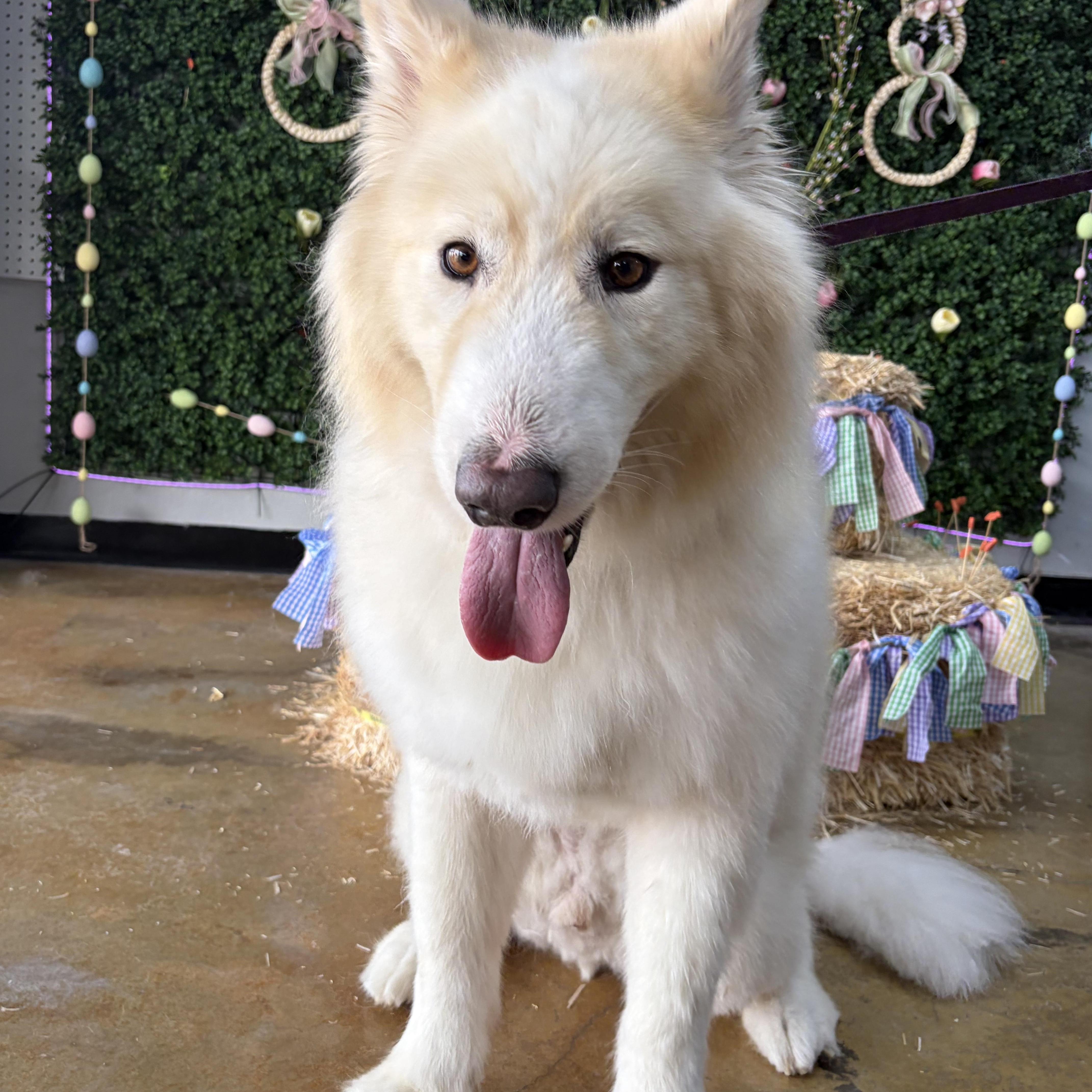 Kadabra, Adoptable, Adult Male Samoyed.